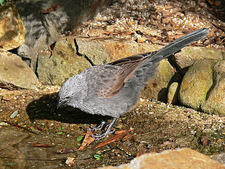 Struthidea cinerea