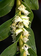 Appendicula cornuta