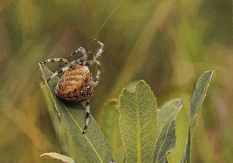 File:Araneus diadematus, Arthog Bog, North Wales, Sept 2014 (19139740342).jpg