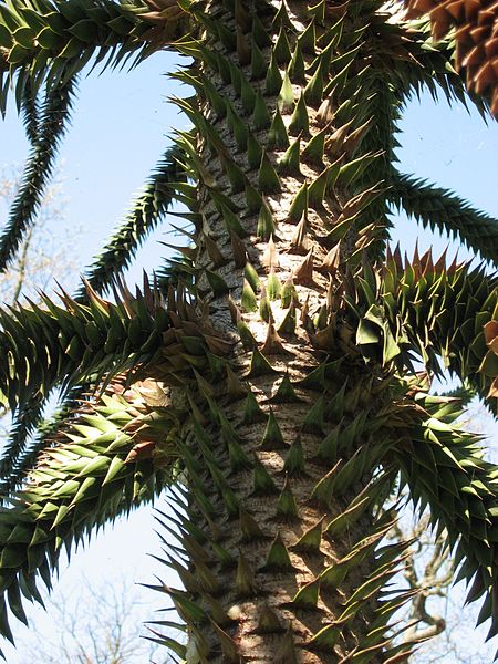 File:Araucaria araucana02 by Line1.jpg