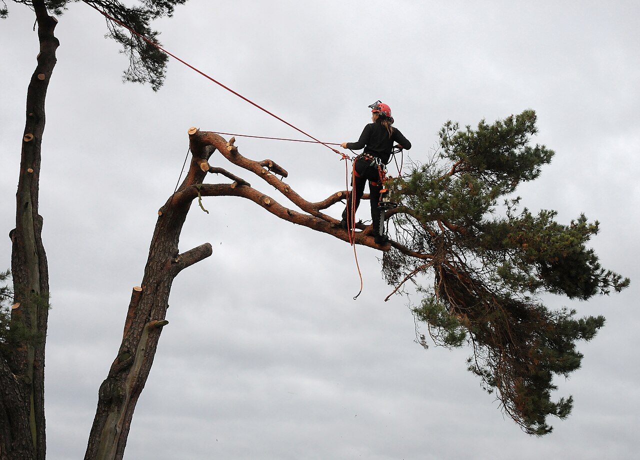 File:Tree Climbing Arborist.jpg - Wikimedia Commons