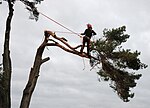 Arborist