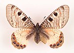 Miniatura pro Archon (rod motýľa)