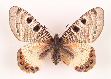 Archon (bướm)