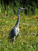 Ardea cinerea