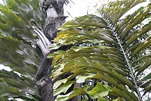 Arenga undulatifolia 1zz.jpg