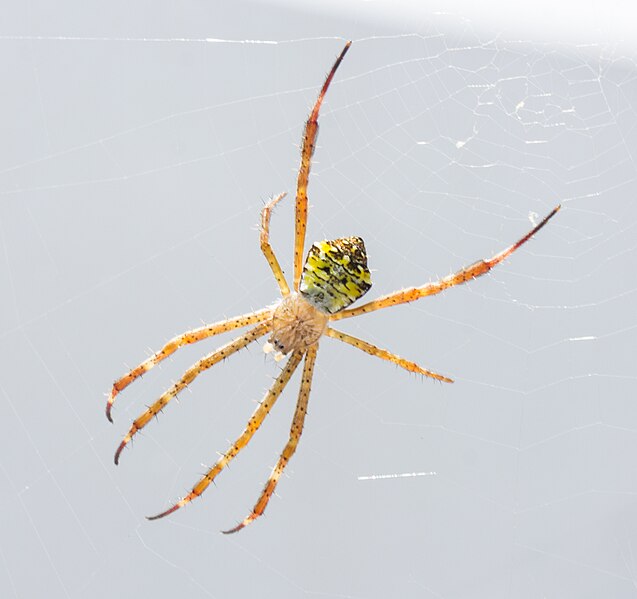 File:Argiope sp., Aston Hotel, Jember 01.jpg