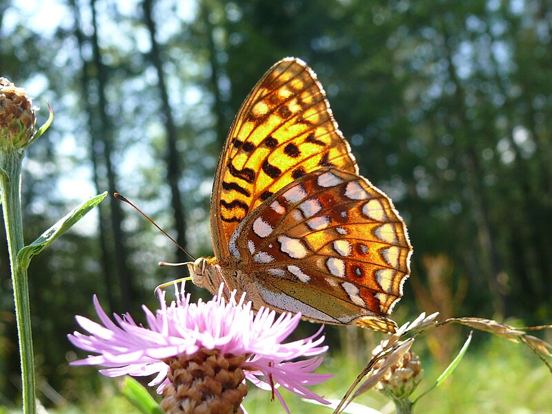 File:Argynnis adippe - Feuriger Perlmutterfalter 02 (HS).JPG