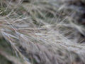 Aristida purpurea fruits with awns 2003-07-03.jpg