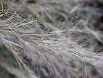 Spikelets showing the characteristic three awns apiece Aristida purpurea fruits with awns 2003-07-03.jpg