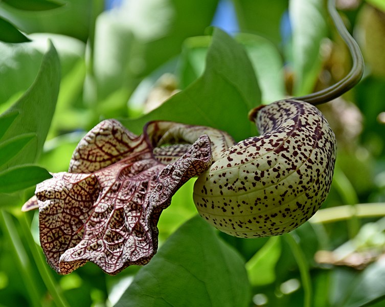 File:Aristolochia cymbifera 02.jpg