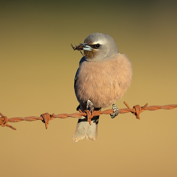 File:Artamus superciliosus female 2 - Bushells Lagoon.jpg