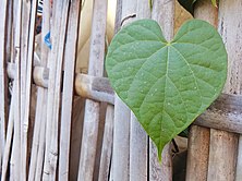 Arya-heart leaves-Pilang Dalem-2019 02.jpg