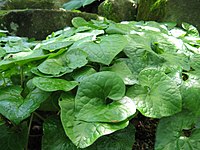 Asarum caulescens (hutabaaoi). Asarum caulescens1.jpg