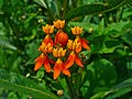 Asclepias curassavica 001.JPG