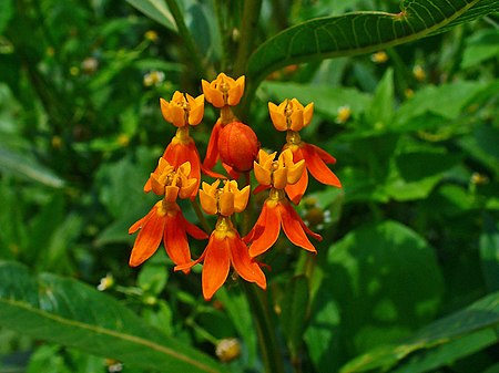 Asclepias curassavica 001.JPG