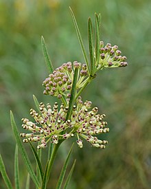 Asclepias hirtella arkansas.jpg 