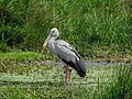 Asian openbill stork 02.jpg