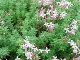 Asperula arcadiensis