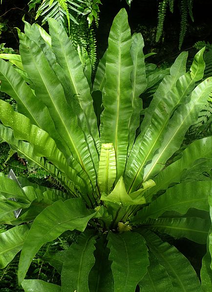 File:Asplenium australasicum kz1.jpg