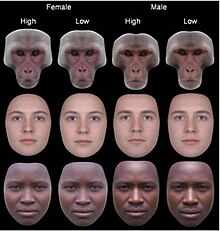 Symmetry of female and male faces. Those with high symmetry appear more attractive than low. Attracive-faces-symmetry.jpg