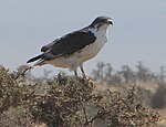 Augur Buzzard, Lake Manyara.jpg