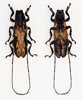 <i>Aulaconotus</i> Genus of beetles