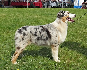 File:Bobtail Moletai May 2014.jpg - Wikimedia Commons