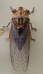 نمونه استرالیایی Museum cicada 32.JPG