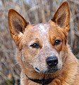 Australian Catle Dog Silverbarn's Paavo.jpg