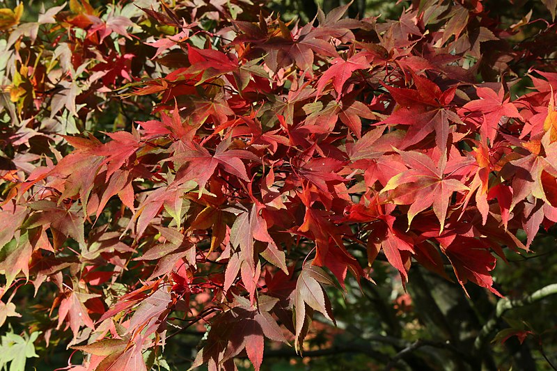 File:Autumn 2015 at Westonbirt Arboretum (21907894453).jpg