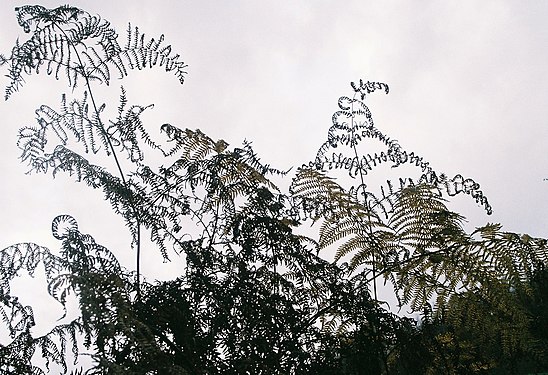 Silhouette of dead ferns