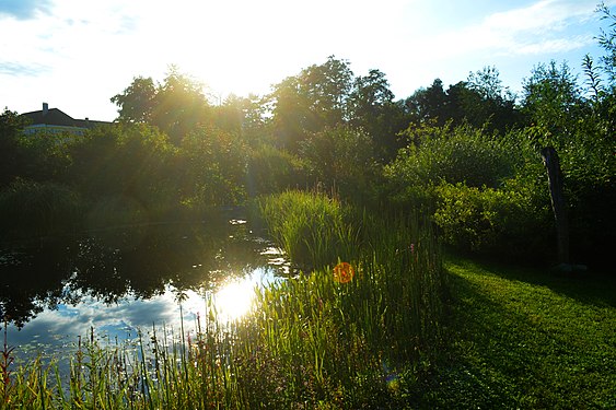 Natürlicher Schwimmteich in Niederösterreich