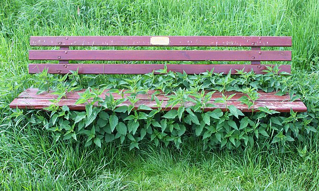 Bench with nettles - Bank mit Brennesseln