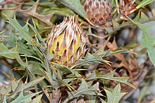 Banksia arborea.jpg