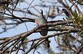 Bar-Shouldered Dove, Byron Bay NSW - Australia, April 22 2014. (14690960252).jpg