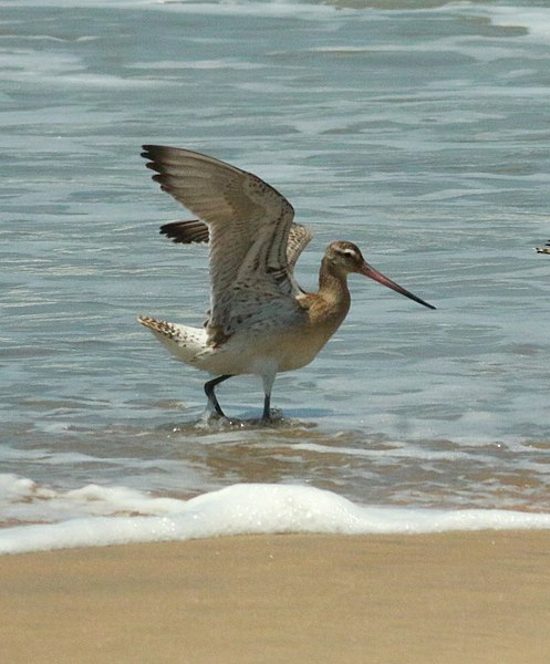 File:Bar-tailed godwit (Limosa lapponica)take-off.jpg