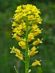 Barbarea vulgaris 002.JPG