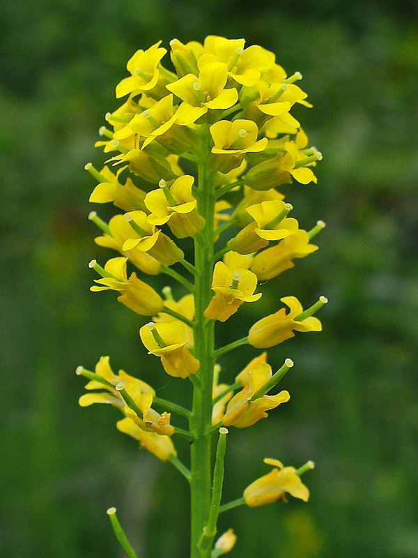 Brassicaceae