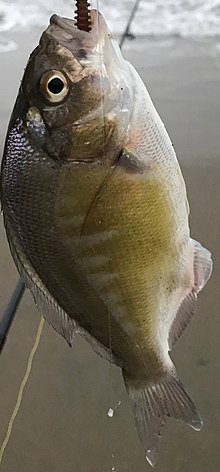 Barred surfperch - Wikipedia