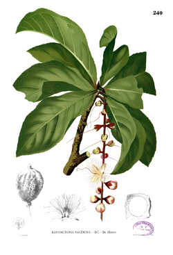 Barringtonia racemosa Blanco2.240.png