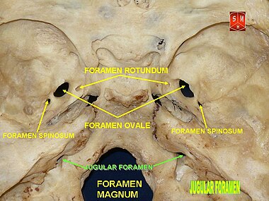 Jugular foramen