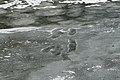 Français : Traces de pas sur le bassin des Récollets (canal Saint-Martin) pris dans la glace.