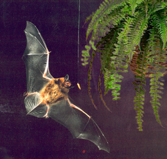 Bat flying at night.png