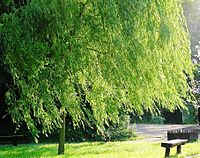 Willow tree