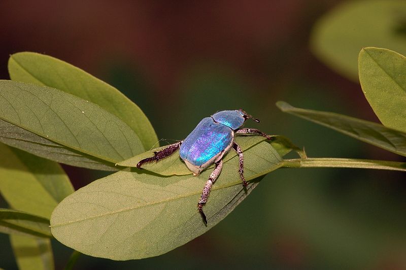 Blue Beetle - Wikipedia