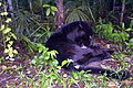 Schwarzer Jaguar im Belize Zoo