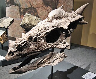 <i>Stygimoloch</i> genus of reptiles (fossil)