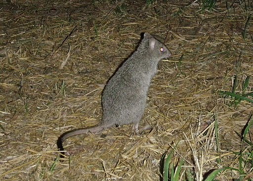 Bettongia tropica 73525933