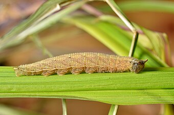 Bicyclus anynana caterpillar